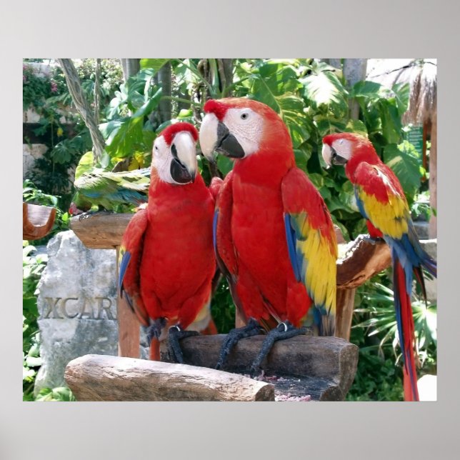Scarlet Macaws Poster (Front)