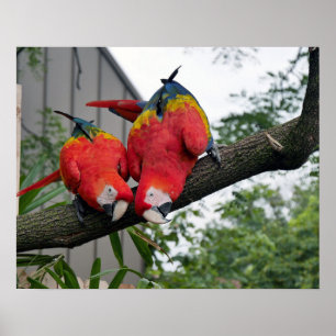 Scarlet Macaws Poster