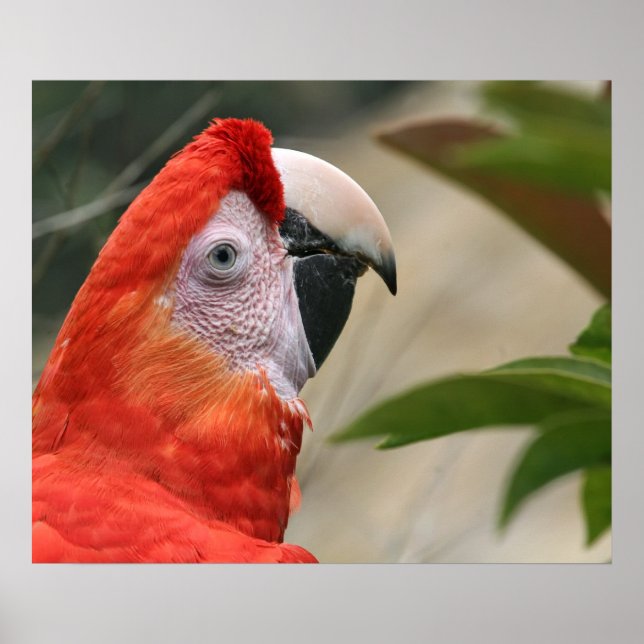 Scarlet Mackaw Photo Poster (Front)