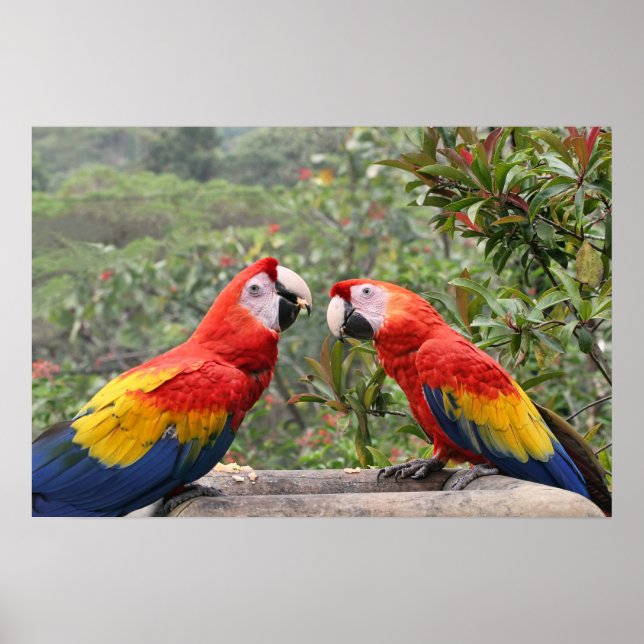 Scarlet Mackaws Poster (Front)