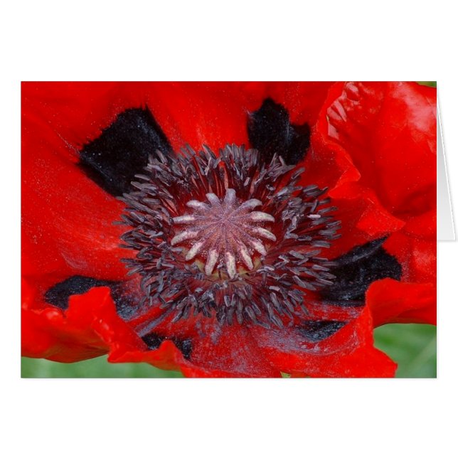 Scarlet O' Note (Front Horizontal)