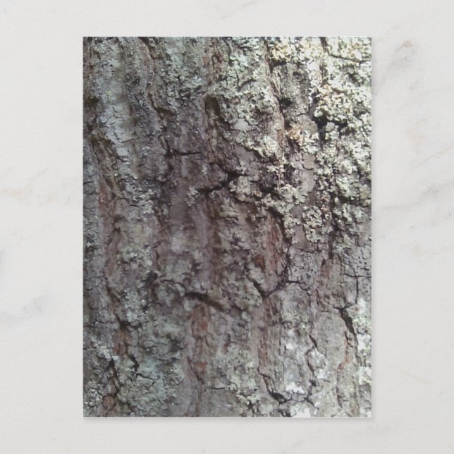 Scarlet Oak Tree Bark Postcard (Front)