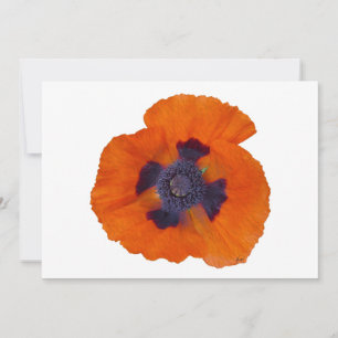 Scarlet Orange Poppy 1