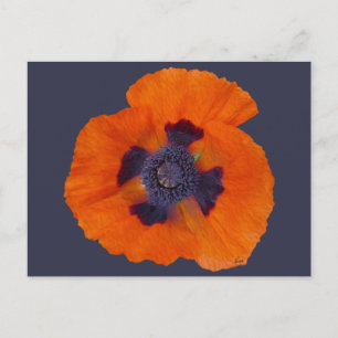 Scarlet Orange Poppy 1 Postcard