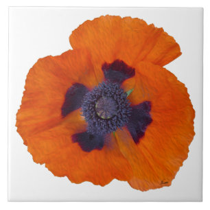 Scarlet Orange Poppy 1 Tile