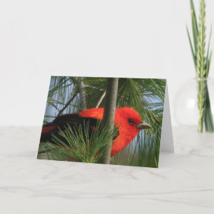 Scarlet O'Tanager Card