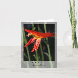 Scarlet Penstemon - Native Notecard