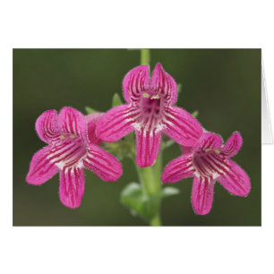 Scarlet Penstemon, Penstemon triflorus,