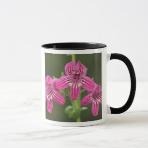 Scarlet Penstemon, Penstemon triflorus, Mug