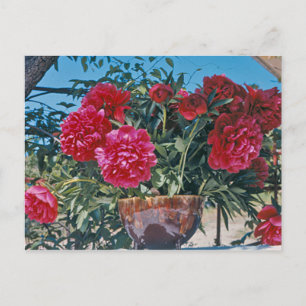 Scarlet Peony by H.D. Peterson 1972 Postcard