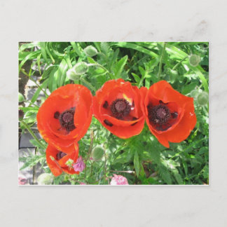 Scarlet Poppies/Postcard Postcard