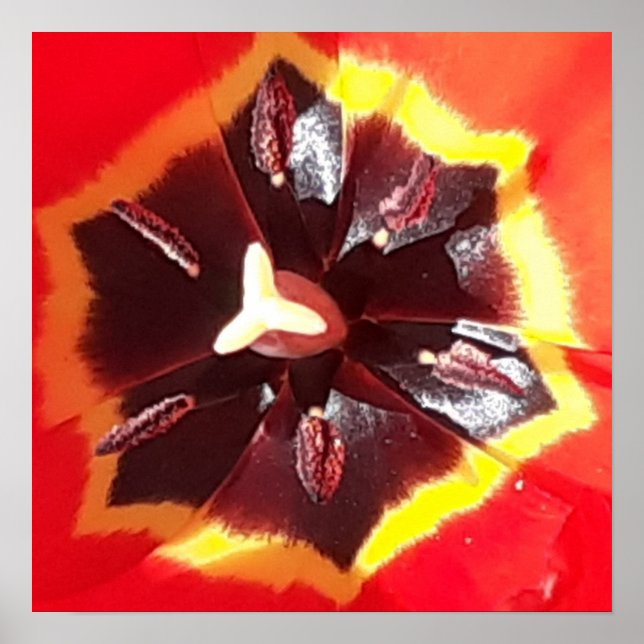 Scarlet Red Tulip   Poster (Front)