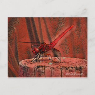 Scarlet Skimmer:Postcard Postcard