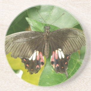 Scarlet Swallowtail Butterfly Coasters