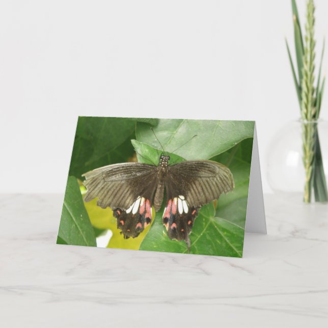 Scarlet Swallowtail Butterfly Greeting Card (Front)