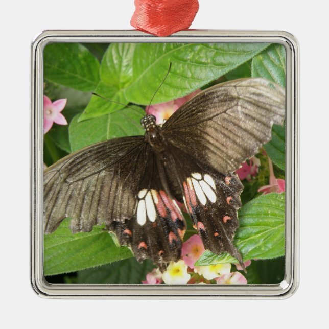 Scarlet Swallowtail Butterfly Macro Ornament (Front)