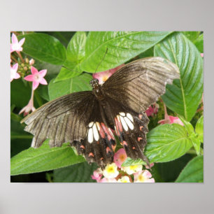 Scarlet Swallowtail Butterfly Macro Print