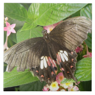 Scarlet Swallowtail Butterfly Macro Tile