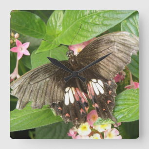 Scarlet Swallowtail Butterfly Macro Wall Clock
