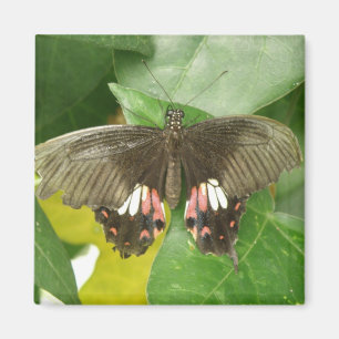 Scarlet Swallowtail Butterfly Magnet