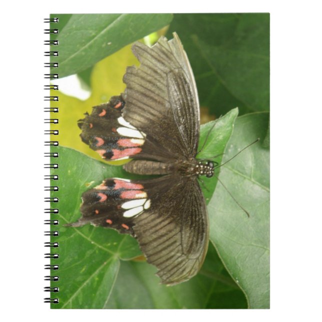 Scarlet Swallowtail Butterfly Notebook (Front)