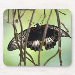Scarlet Swallowtail butterfly (Papilio Mouse Pad