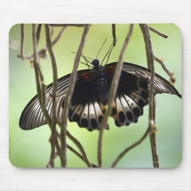 Scarlet Swallowtail butterfly (Papilio Mouse Pad (Front)