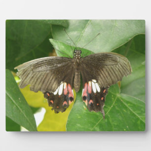 Scarlet Swallowtail Butterfly Plaque
