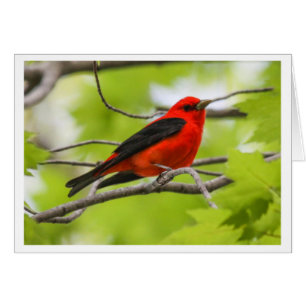 Scarlet Tanager