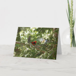 Scarlet Tanager Card