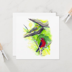 Scarlet Tanager Couple Note Card