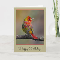 Scarlet Tanager Molting - Original Photograph