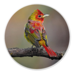 Scarlet Tanager Molting - Original Photograph Ceramic Knob