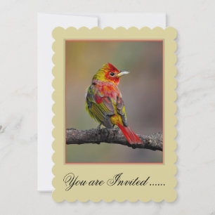 Scarlet Tanager Molting - Original Photograph Invitation