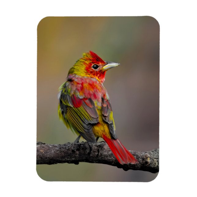 Scarlet Tanager Molting - Original Photograph Magnet (Vertical)