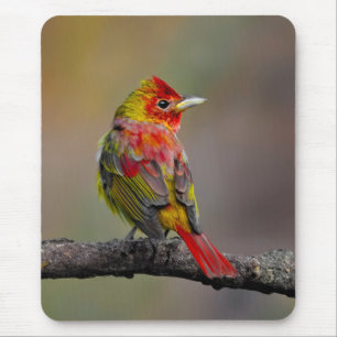 Scarlet Tanager Molting - Original Photograph Mouse Pad
