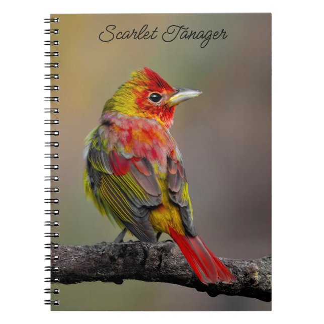 Scarlet Tanager Molting - Original Photograph Notebook (Front)