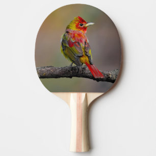 Scarlet Tanager Molting - Original Photograph Ping Pong Paddle