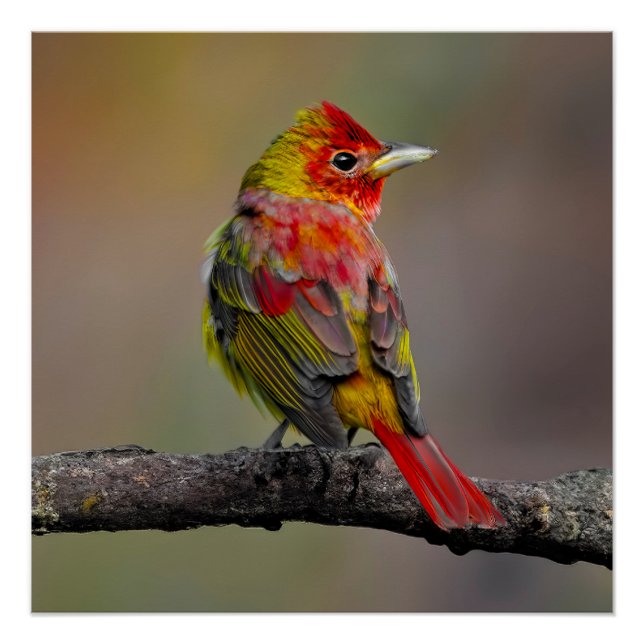 Scarlet Tanager Molting - Original Photograph Poster (Front)