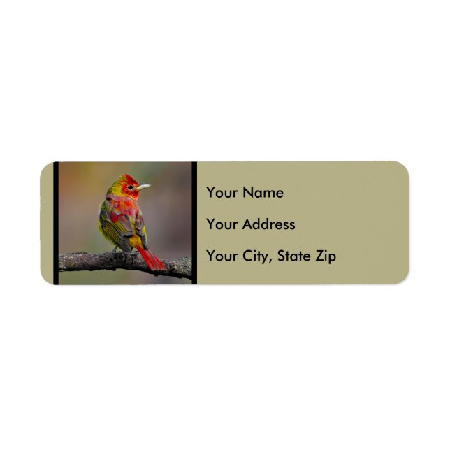 Scarlet Tanager Molting - Original Photograph Return Address Label (Front)