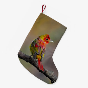 Scarlet Tanager Molting - Original Photograph Small Christmas Stocking