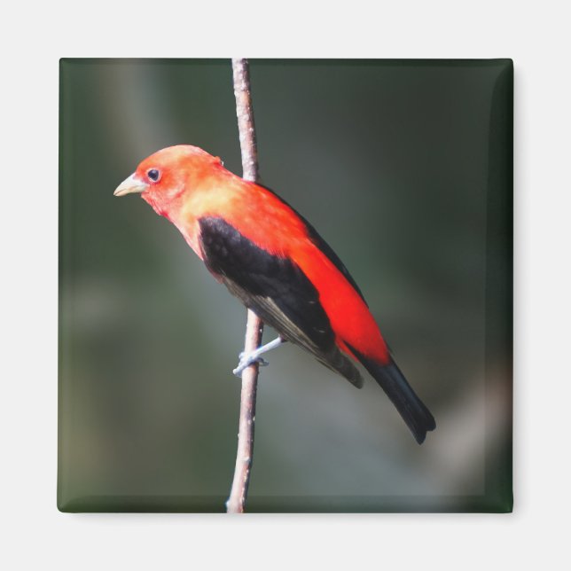 Scarlet Tanager Square Magnet (Front)