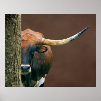 Scarlet - Texas Longhorn Cow Poster