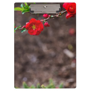 Scarlet Top Clipboard