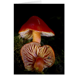 Scarlet Waxcap Mushroom