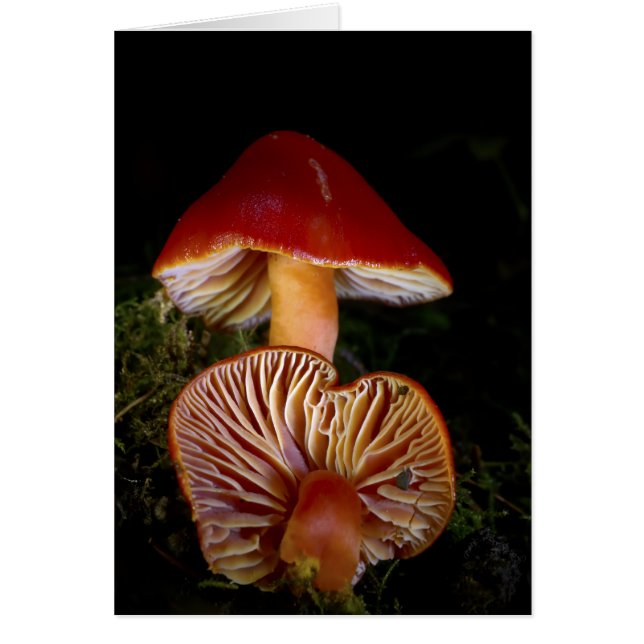 Scarlet Waxcap Mushroom (Front)