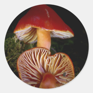 Scarlet Waxcap Mushroom Classic Round Sticker