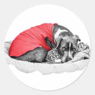 Scarlet Whisper of the Season Classic Round Sticker