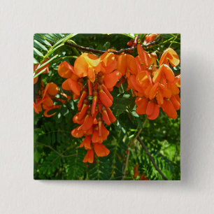 Scarlet Wisteria (Sesbania punicea) OBX Button
