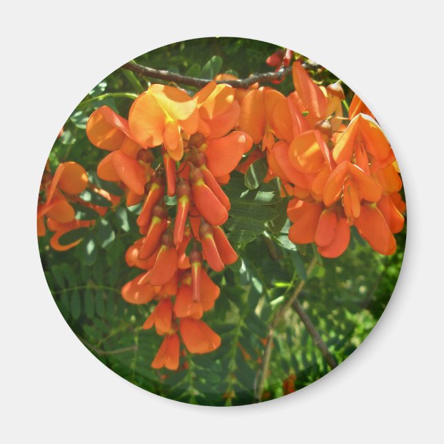 Scarlet Wisteria (Sesbania punicea) OBX Magnet (Front)